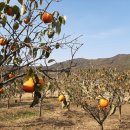 대붕농장 이미지