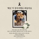 강이지 별로 떠난 &#39;테오&#39;를 기억해 주세요 이미지