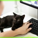 미소로 동물병원 이미지