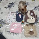 더딸랑 네이버블로그