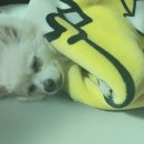 해피바우 애견유치원 | 인천 미추홀구 주안동 애견호텔 해피바우 애견유치원 비용 시간 위치