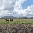 대연목장 이미지