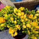 후리지아 이미지