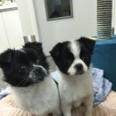 대학로동물병원 이미지