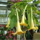 천사의 눈 이미지