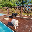 모니카애견 이미지