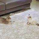 미오미오 고양이분양 | 키우기좋은고양이 분양받았어요:) 둘째까지 여기서!