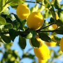 오늘의 탄생화 (11월 12일) 레몬 (Lemon) 이미지