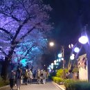 벚꽃로 이미지