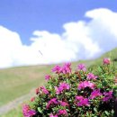 대신축사 이미지