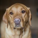 ​플라시보 효과에 대한 놀라운 사실 이미지