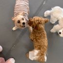 몽블리 애견카페 이미지