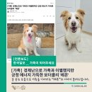 [언론보도] [가족] 경제난으로 가족과 이별했지만 긍정 에너지 가득한 보더콜리 '레몬' 이미지