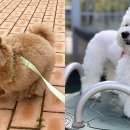 쏭쏭애견유치원 이미지