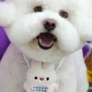 만점애견미용 이미지