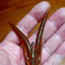 비오는 대호만에서 덩어리 배스 마릿수! 기법은 게리 야마모토 4&#34; 쉬림프 (Shrimp) 노싱커 슬라이딩!