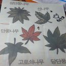 단풍잎의 종류~(섬단풍,당단풍,단풍,중국단풍 쉬나무,복자기 등) 이미지