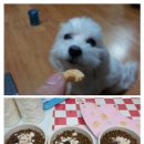 말티와 꼬꼬 이미지