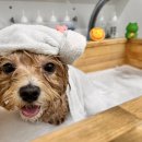 파파펫살롱 이미지