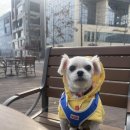 옐레드 애견유치원 & 애견호텔 광명점 이미지