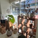 엄마꽃집 | 전민동꽃집 파티오플라워스튜디오엄마선물솔직후기