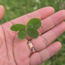 네잎클로버 이미지