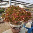 화월농장 이미지