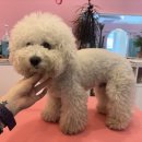 산두로펫살롱 이미지