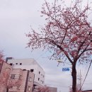 서산셀세모 이미지