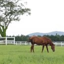 풍성한목장 이미지