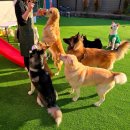 두류댕댕 이미지