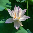 까르마(나) 이미지