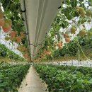 보석팜 | [미래농업 체험] 핑크빛 보석! 하얀 딸기 스마트팜 방문 후기