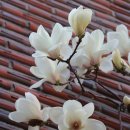 개나리공원1 이미지