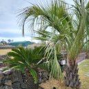 안녕판포 이미지