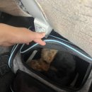 어스펫(US-pet) | 강아지와 미국여행 Day 1-2 | 아시아나항공, 샌프란 검역/세관 후기 (SFO), 강아지 검역 후기