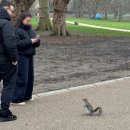 소호 카페&스튜디오 | 여행🇬🇧: 버킹엄궁전 교대식, 더잉글리쉬 로즈 스콘, 해리포터스튜디오, 소호 가성비맛집 난도스치킨 후기💫🍗