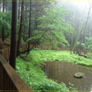 ♣3/9(수)장성 축령산 산행과 편백 숲 피톤치드 치유의 숲 체험 걷기 이미지