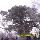 제3차 산행 2월 3일 강원도 도립공원 태백산 산행 이미지