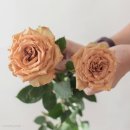토피-Toffee-모카 이미지