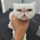 아꼬운냥 이미지