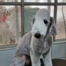 달이네애견미용실 이미지