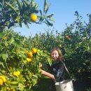 호텔감귤향기 이미지