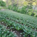 산골산나물