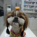 미리내동물병원 이미지