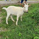 산양키우는 가 이미지