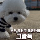 스마트독까페 | 🐶강서구 애견카페 추천 그랑독 12kg 미만 소형견 전용 운동장과 실내 이용 후기