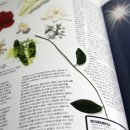 씨센트(C-SCENT) 네이버블로그