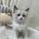 이천축산업협동조합동물병원 | 이천고양이분양 선택한 이유