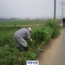 연천군 전곡읍, 단풍잎돼지풀 서식지에 대체작물 식재 및 장남면, 대대적 돼지풀 퇴치 전초작업 이미지